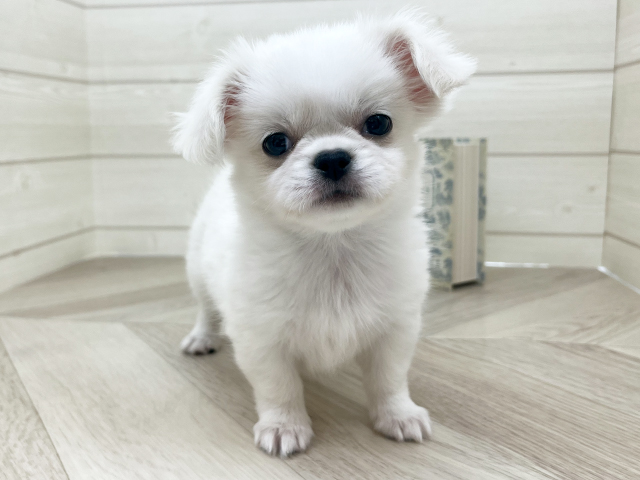 チワペキ, 性別 女の子, 誕生日 2025/08/18, 毛色 ホワイトクリーム, 出身 群馬県, 店舗 岡崎店(愛知県), お問い合わせ番号 2506324