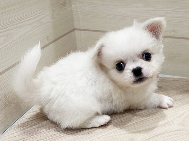 東京都のチワペキ/ペキチー/ペキチワ(チワワ×ペキニーズ) (ペッツファースト豊洲店/2025年8月18日生まれ/男の子/ホワイトクリーム)の子犬の2枚目の画像