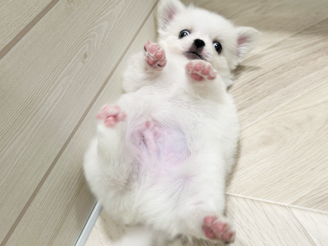 東京都のチワペキ/ペキチー/ペキチワ(チワワ×ペキニーズ) (ペッツファースト豊洲店/2025年8月18日生まれ/男の子/ホワイトクリーム)の子犬の3枚目の画像