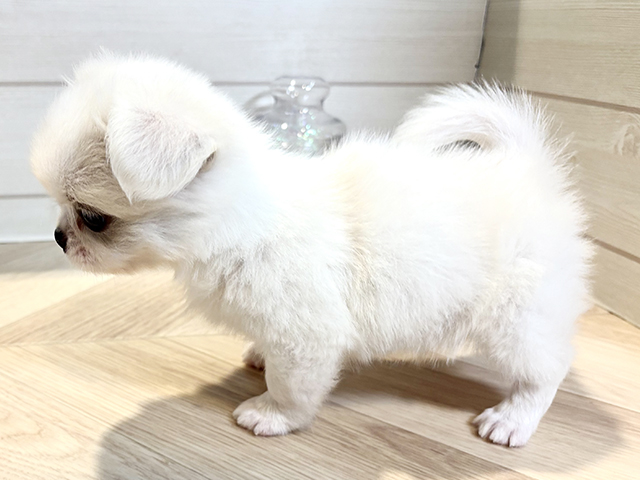 神奈川県のチワペキ/ペキチー/ペキチワ(チワワ×ペキニーズ) (ペッツファースト川崎店/2025年8月18日生まれ/男の子/ホワイトクリーム)の子犬の2枚目の画像