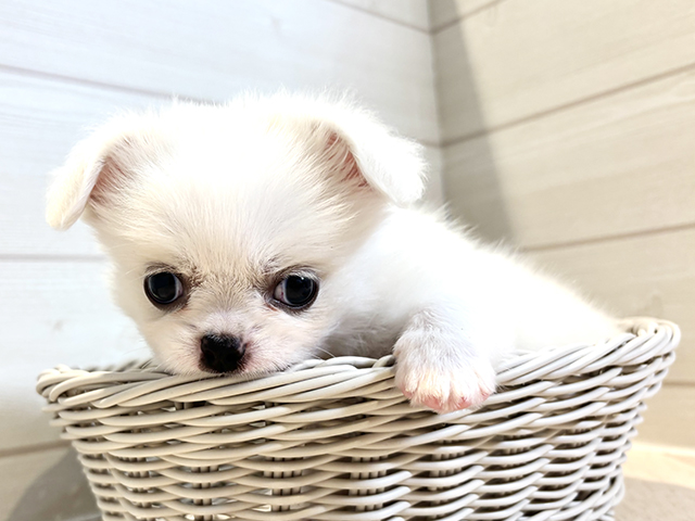 神奈川県のチワペキ/ペキチー/ペキチワ(チワワ×ペキニーズ) (ペッツファースト川崎店/2025年8月18日生まれ/男の子/ホワイトクリーム)の子犬の3枚目の画像