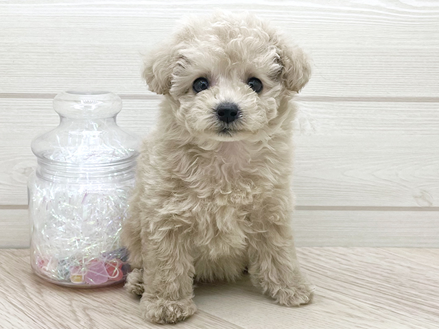 愛知県のトイプードル(ティーカップ) (ペッツファースト岡崎店/2025年8月17日生まれ/女の子/クリーム)の子犬の1枚目の画像