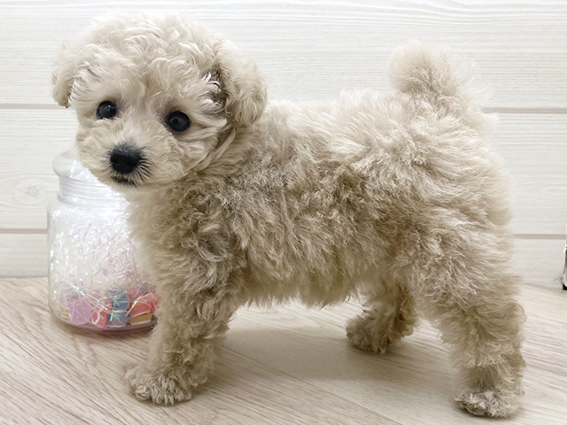 愛知県のトイプードル(ティーカップ) (ペッツファースト岡崎店/2025年8月17日生まれ/女の子/クリーム)の子犬の2枚目の画像