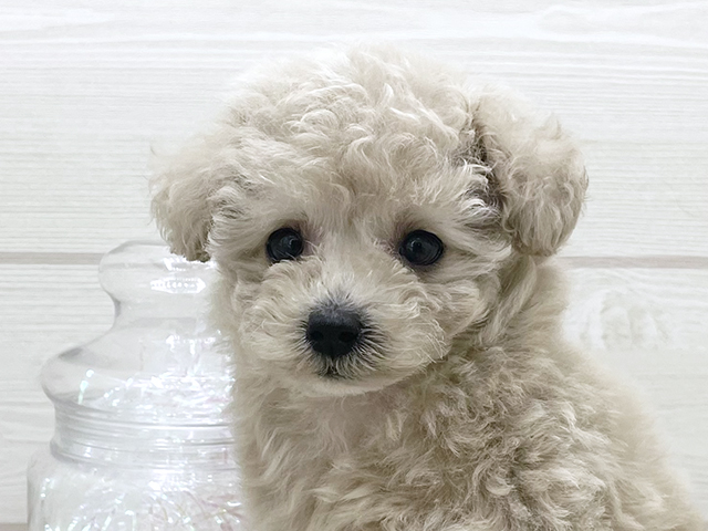 愛知県のトイプードル(ティーカップ) (ペッツファースト岡崎店/2025年8月17日生まれ/女の子/クリーム)の子犬の3枚目の画像