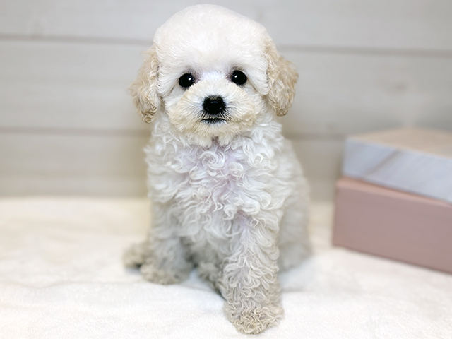 東京都のトイプードル(ティーカップ) (ペッツファースト麻布十番店/2025年8月17日生まれ/女の子/クリーム)の子犬の1枚目の画像