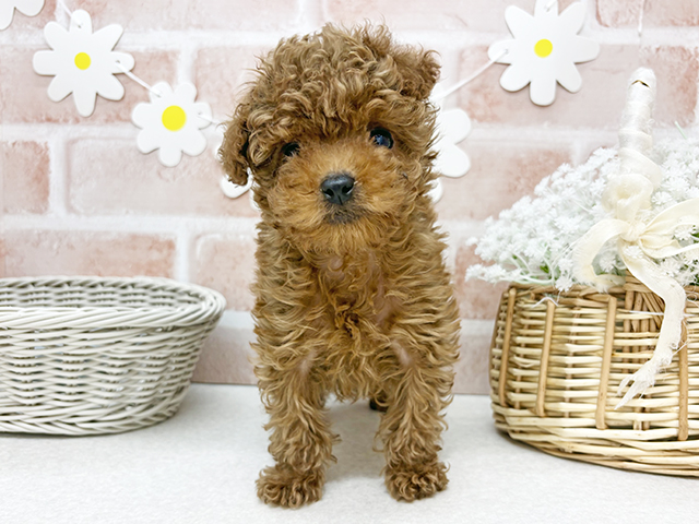 東京都のトイプードル(タイニー) (ペッツファーストお台場店/2025年8月18日生まれ/女の子/レッド)の子犬の1枚目の画像