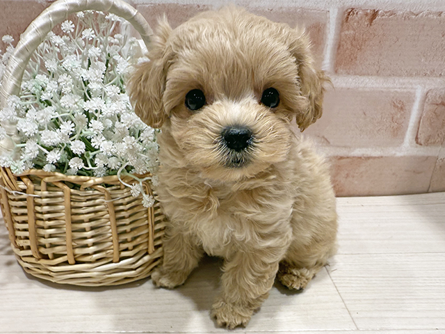 東京都のマルプー(マルチーズ×プードル) (ペッツファースト町田店/2025年8月16日生まれ/男の子/アプリコット)の子犬の1枚目の画像