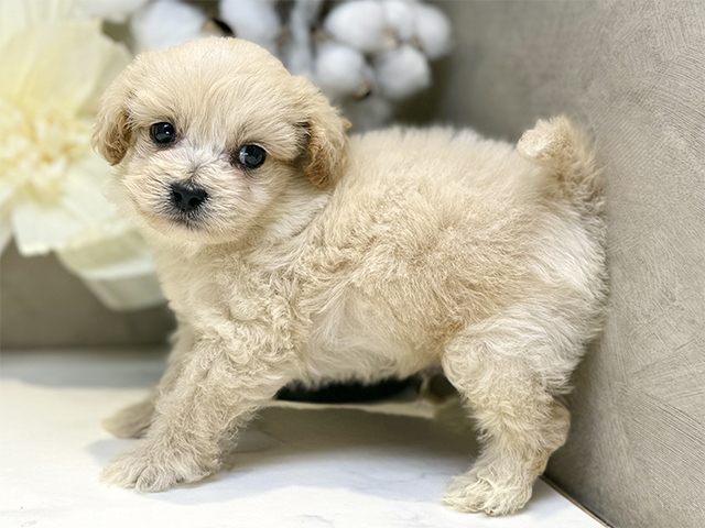 埼玉県のペキプー(ペキニーズ×プードル) (ペッツファースト川口店/2025年8月17日生まれ/男の子/クリーム)の子犬の2枚目の画像