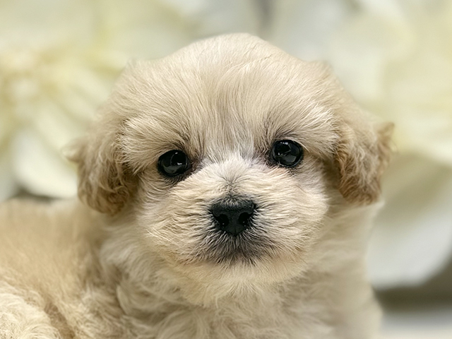 埼玉県のペキプー(ペキニーズ×プードル) (ペッツファースト川口店/2025年8月17日生まれ/男の子/クリーム)の子犬の3枚目の画像