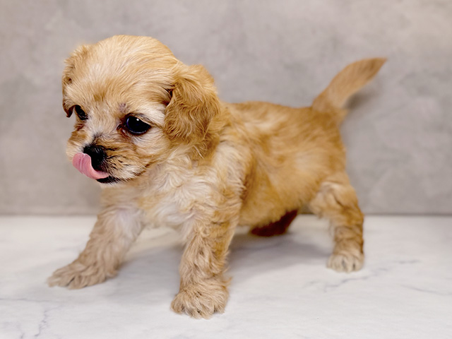 埼玉県のペキプー(ペキニーズ×プードル) (ペッツファーストPETEMOレイクタウンmori店/2025年8月17日生まれ/女の子/アプリコット)の子犬の2枚目の画像