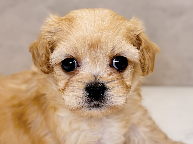 埼玉県のペキプー(ペキニーズ×プードル) (ペッツファーストPETEMOレイクタウンmori店/2025年8月17日生まれ/女の子/アプリコット)の子犬の3枚目の画像