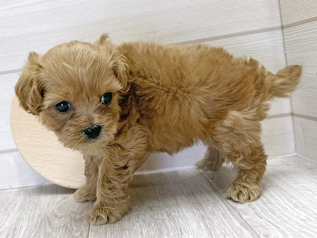 愛知県のペキプー(ペキニーズ×プードル) (ペッツファースト大高店/2025年8月17日生まれ/女の子/アプリコット)の子犬の2枚目の画像