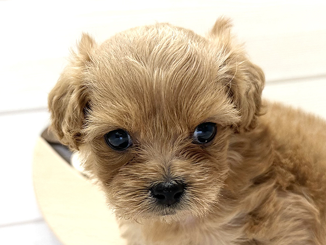 愛知県のペキプー(ペキニーズ×プードル) (ペッツファースト大高店/2025年8月17日生まれ/女の子/アプリコット)の子犬の3枚目の画像
