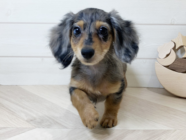 鳥取県のミニチュアダックスフンド(ロング) (ペッツファースト日吉津店/2025年8月18日生まれ/女の子/シルバーダップル)の子犬の1枚目の画像