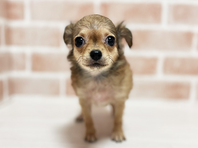 大阪府のチワワ(ロング) (ペッツファースト高槻店/2025年8月18日生まれ/女の子/レッドホワイト)の子犬