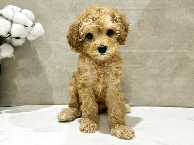 福岡県のトイプードル(トイ) (ペッツファースト福岡天神店(c)/2025年8月18日生まれ/女の子/アプリコット)の子犬の1枚目の画像
