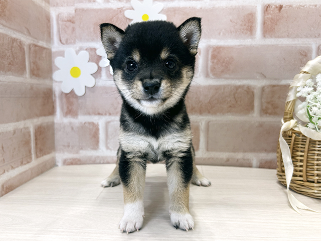 福岡県の豆柴 (ペッツファースト筑紫野店/2025年8月14日生まれ/女の子/黒)の子犬