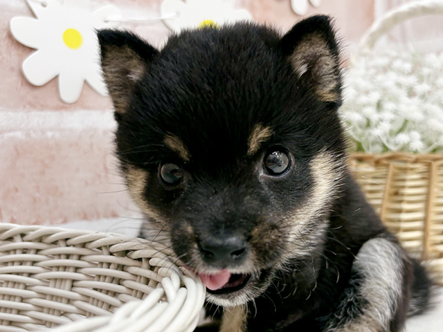 東京都の豆柴 (ペッツファーストお台場店/2025年8月15日生まれ/男の子/黒)の子犬の3枚目の画像