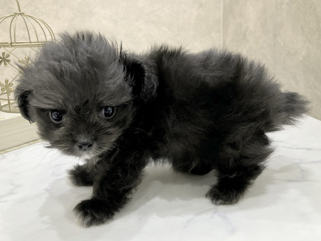 東京都のチワプー/プーチー(チワワ×プードル) (ペッツファースト晴海店/2025年8月18日生まれ/男の子/ブラックホワイト)の子犬の2枚目の画像