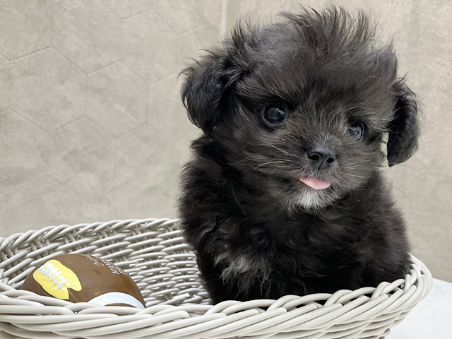 東京都のチワプー/プーチー(チワワ×プードル) (ペッツファースト晴海店/2025年8月18日生まれ/男の子/ブラックホワイト)の子犬の3枚目の画像
