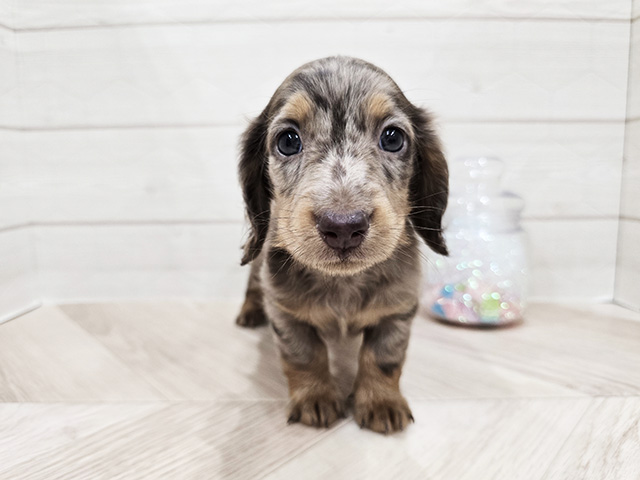 ミニチュアダックスフンド