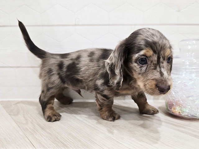 東京都のミニチュアダックスフンド(ロング) (ペッツファースト吉祥寺サンロード店/2025年8月18日生まれ/男の子/チョコレートダップル)の子犬の2枚目の画像