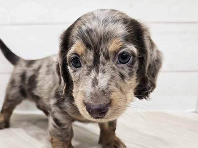 東京都のミニチュアダックスフンド(ロング) (ペッツファースト吉祥寺サンロード店/2025年8月18日生まれ/男の子/チョコレートダップル)の子犬の3枚目の画像