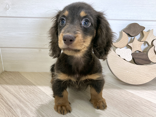 鳥取県のミニチュアダックスフンド(ロング) (ペッツファースト日吉津店/2025年8月16日生まれ/女の子/チョコレートタン)の子犬の1枚目の画像