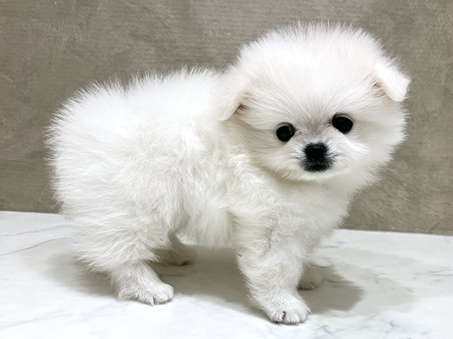 東京都のペキポメ/ポメペキ(ペキニーズ×ポメラニアン) (ペッツファースト原宿店/2025年8月17日生まれ/男の子/ホワイト)の子犬の2枚目の画像