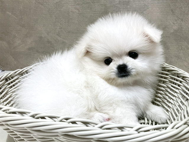 東京都のペキポメ/ポメペキ(ペキニーズ×ポメラニアン) (ペッツファースト原宿店/2025年8月17日生まれ/男の子/ホワイト)の子犬の3枚目の画像