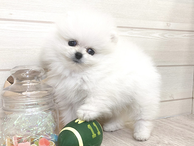 愛知県のポメラニアン (ペッツファースト大高店/2025年8月15日生まれ/男の子/ホワイト)の子犬の2枚目の画像