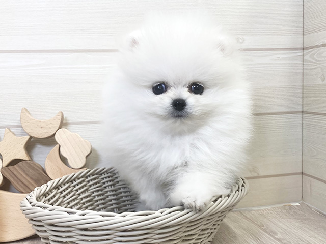 愛知県のポメラニアン (ペッツファースト大高店/2025年8月15日生まれ/男の子/ホワイト)の子犬の3枚目の画像