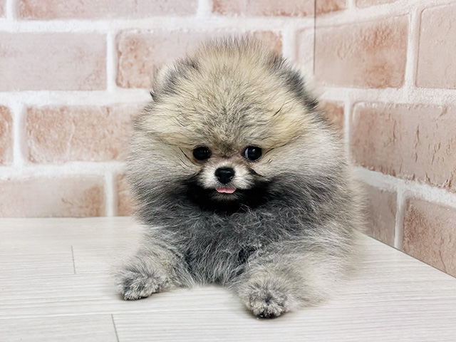 埼玉県のポメラニアン (ペッツファーストさいたま新都心店/2025年8月15日生まれ/女の子/クリームセーブル)の子犬の1枚目の画像