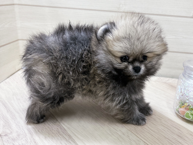 埼玉県のポメラニアン (ペッツファーストさいたま新都心店/2025年8月15日生まれ/女の子/クリームセーブル)の子犬の2枚目の画像