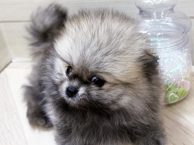 埼玉県のポメラニアン (ペッツファーストさいたま新都心店/2025年8月15日生まれ/女の子/クリームセーブル)の子犬の3枚目の画像