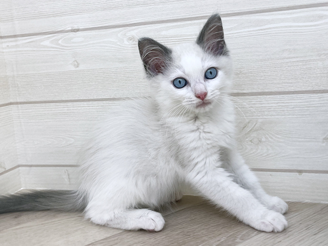 愛知県のラグドール (ペッツファースト岡崎店/2025年8月14日生まれ/男の子/ブルーポイントバイカラー)の子猫の1枚目の画像