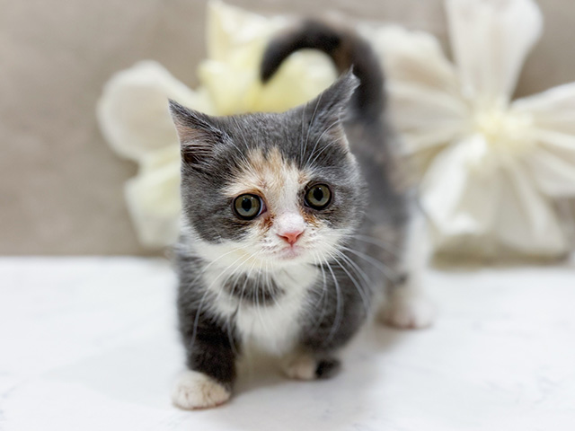 東京都のマンチカン (ペッツファースト恵比寿店/2025年8月17日生まれ/女の子/ブルーパッチドタビーホワイト)の子猫の1枚目の画像