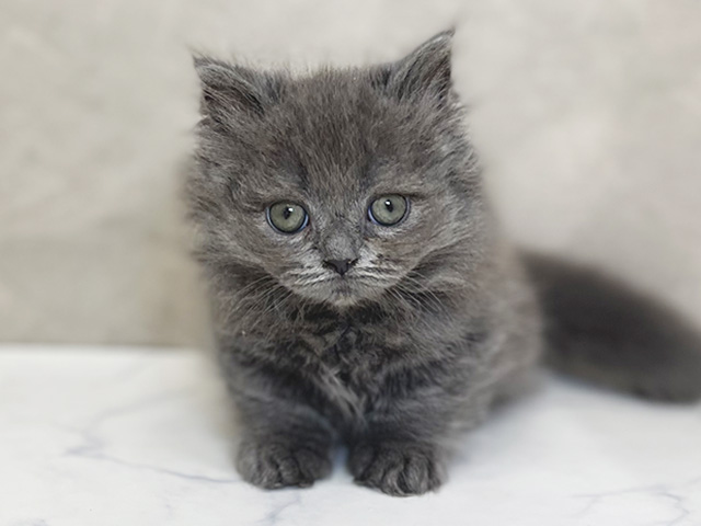 東京都のミヌエット (ペッツファーストららぽーと立川立飛店/2025年8月18日生まれ/男の子/ブルー)の子猫の1枚目の画像
