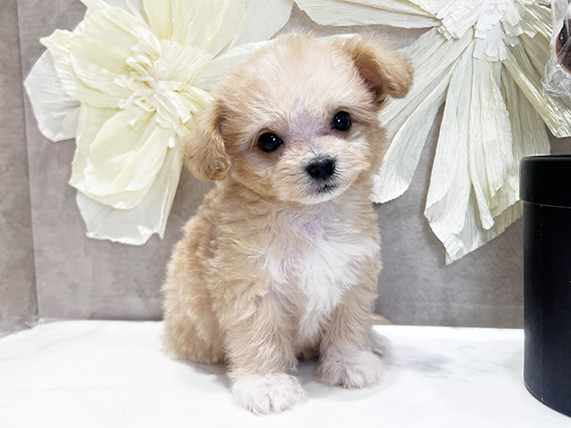 兵庫県のチワプー/プーチー(チワワ×プードル) (ペッツファースト神戸三宮センター街店/2025年8月18日生まれ/男の子/アプリコット)の子犬の1枚目の画像