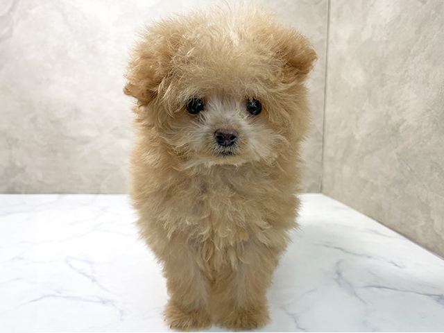 大阪府のポメプー(ポメラニアン×プードル) (ペッツファースト東大阪店/2025年8月18日生まれ/男の子/アプリコット)の子犬の1枚目の画像