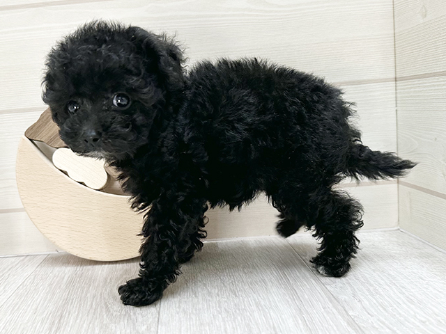 愛知県のトイプードル(タイニー) (ペッツファースト大高店/2025年8月18日生まれ/女の子/ブラック)の子犬の2枚目の画像