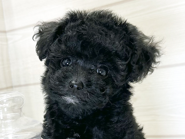 愛知県のトイプードル(タイニー) (ペッツファースト大高店/2025年8月18日生まれ/女の子/ブラック)の子犬の3枚目の画像