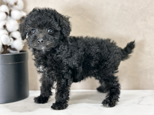 東京都のトイプードル(タイニー) (ペッツファースト武蔵小山店/2025年8月18日生まれ/男の子/ブラック)の子犬の2枚目の画像