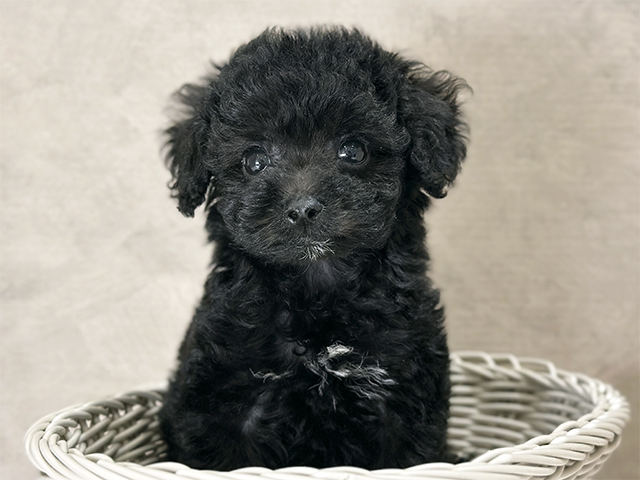 東京都のトイプードル(タイニー) (ペッツファースト武蔵小山店/2025年8月18日生まれ/男の子/ブラック)の子犬の3枚目の画像