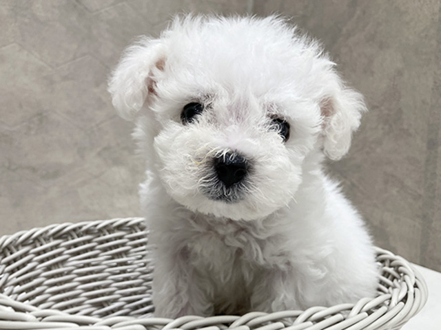 東京都のビションフリーゼ (ペッツファースト晴海店/2025年8月16日生まれ/男の子/ホワイト)の子犬の3枚目の画像