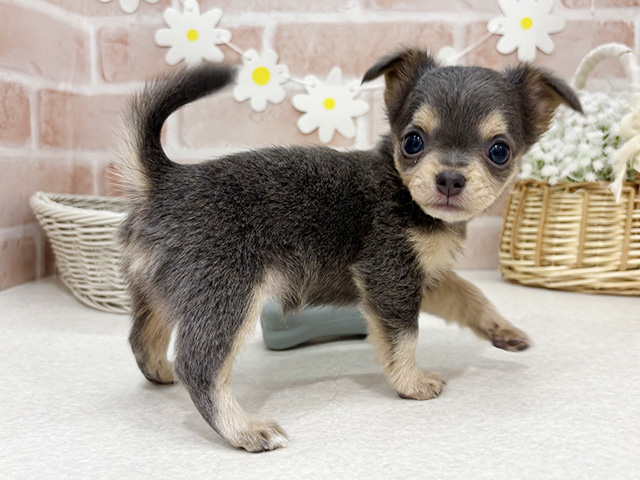 東京都のチワックス(チワワ×ダックス) (ペッツファーストお台場店/2025年8月18日生まれ/女の子/ブルークリーム)の子犬の2枚目の画像