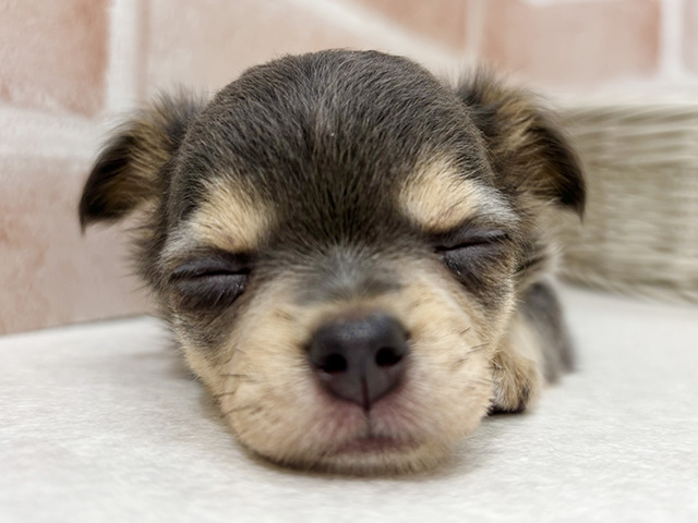 東京都のチワックス(チワワ×ダックス) (ペッツファーストお台場店/2025年8月18日生まれ/女の子/ブルークリーム)の子犬の3枚目の画像