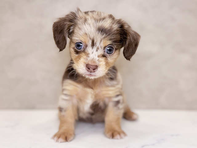 チワックス, 性別 男の子, 誕生日 2025/08/17, 毛色 チョコダップル, 出身 沖縄県, 店舗 PETEMOレイクタウンmori店(埼玉県), お問い合わせ番号 2580653