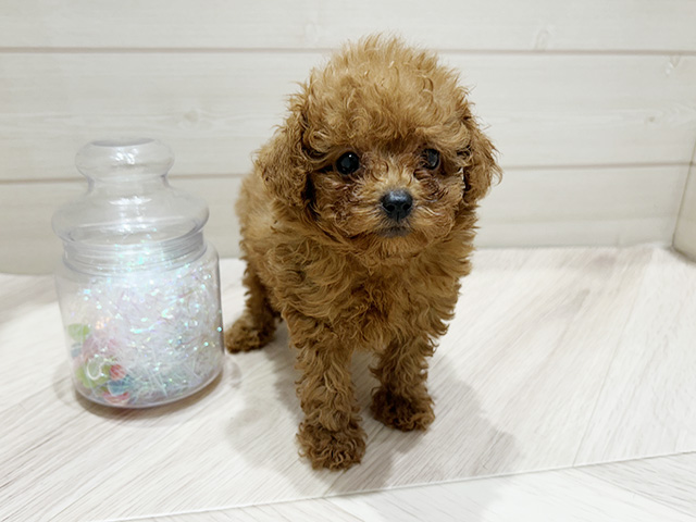 大阪府のトイプードル(タイニー) (ペッツファーストららぽーと門真店/2025年8月18日生まれ/男の子/レッド)の子犬の1枚目の画像