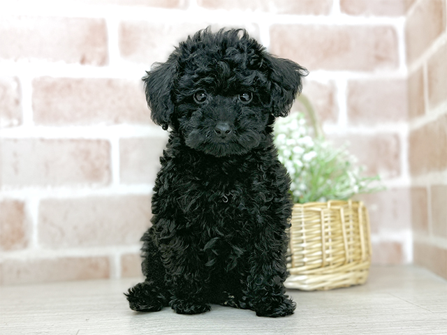 福岡県のトイプードル(タイニー) (ペッツファースト直方店/2025年8月17日生まれ/女の子/ブラック)の子犬